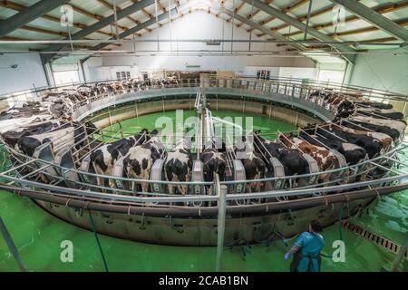 Vaches sur machine rotative ronde pour le traite dans la ferme laitière. Production industrielle de lait et de bétail. Banque D'Images