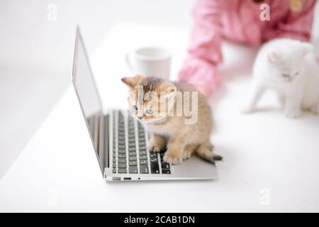 joli petit chaton moelleux assis sur l'ordinateur portable. solitude, beauté, concept d'animal de compagnie. soin des animaux. gros plan photo. merveille Banque D'Images