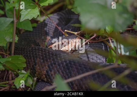 Le Cottonmouth de Floride, également connu sous le nom de serpent de mocassin d'eau, se cachant dans les bois Banque D'Images