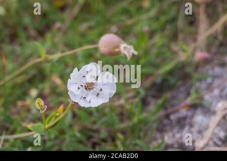 Fleur de mer campion Silene uniflora plante poussant sur les rochers Banque D'Images