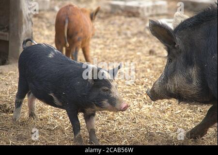 Mère Berkshire cochon avec jeune Banque D'Images