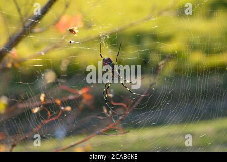 Nephila clavata, connu sous le nom d'araignée Jorō, un type spécial d'araignée au japon. C'est un membre du genre d'araignée dorée. Banque D'Images