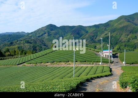 Magnifique zone de thé au village de Setoya, préfecture de Shizuoka, Japon. La saison de récolte du thé au printemps. Banque D'Images