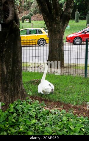 Un Cygne solitaire (Cygnus olor - une espèce de cygne) debout sur l'herbe à côté d'un arbre à l'entrée du jardin zoologique de Belo Horizonte. Banque D'Images