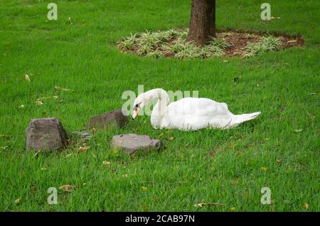 Un Cygne solitaire (Cygnus olor - une espèce de cygne), allongé sur l'herbe à côté de quelques rochers à l'entrée du jardin zoologique de Belo Horizonte. Banque D'Images