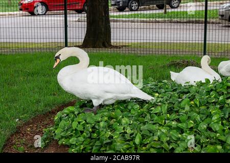 Un Cygne muet (Cygnus olor - une espèce de cygne) debout avec les autres tout en se tenant debout sur l'herbe au niveau du entrée du jardin du zoo de Belo Horizonte Banque D'Images