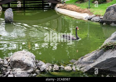 Un cygne noir (Cygnus atratus - un grand oiseau d'eau) nageant sur le lac artificiel du jardin japonais de Belo Horizonte jardin zoologique. Banque D'Images