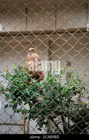 Un faucon savane (Buteogallus meridionalis - un grand rapateur trouvé dans la savane ouverte et les bords marécageux) debout sur un arbre dans le zoo de Belo Horizonte Banque D'Images