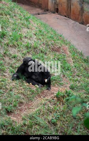 Gorille des basses terres de l'Ouest (une sous-espèce du gorille de l'Ouest) manger tout en étant assis sur l'herbe dans le parc zoologique de Belo Horizonte. Banque D'Images