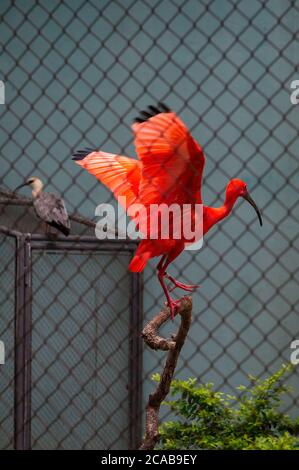 Un ibis écarlate (Eudocimus ruber - espèce d'ibis de la famille des oiseaux Threskiornithidae) perché à l'intérieur de son enceinte dans le zoo de Belo Horizonte. Banque D'Images