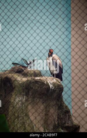Un vautour de roi (Sarcoramphus papa - grand oiseau trouvé en Amérique centrale et du Sud) perché sur un rocher à l'intérieur de sa cage dans le jardin du zoo de Belo Horizonte. Banque D'Images