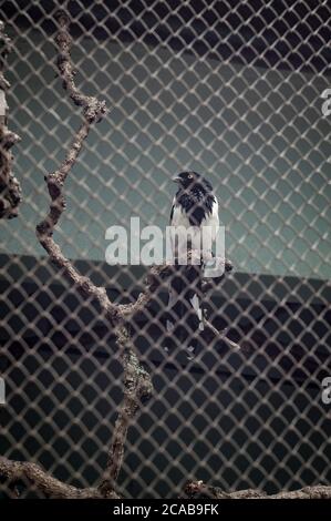 Un magnat (Cissopis leviianus - une espèce sud-américaine de tanager) perché sur une branche d'arbre à l'intérieur de sa cage dans le zoo de Belo Horizonte. Banque D'Images