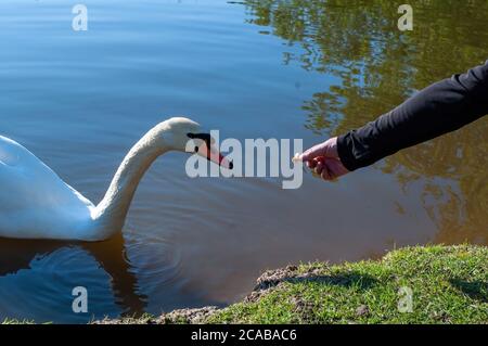 La main d'un homme nourrit un cygne dans le lac avec du pain. Photo Banque D'Images