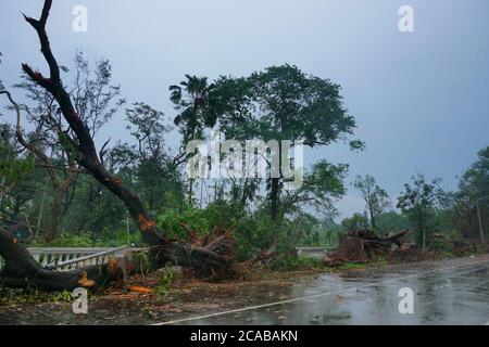 Arbres à côté de la route de Kolkata avec ciel sombre en arrière-plan, image de la mousson de Kolkata, Bengale-Occidental, Inde. Banque D'Images