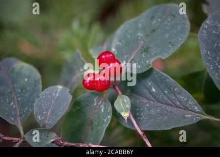 Branches de Frangula alnus aux baies rouges. Fruits de Frangula alnus. Banque D'Images