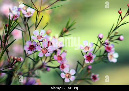 Fleurs roses d'un cultivar de cire Geraldton australien, CWA Pink, Chamelaucium uncinatum, famille des Myrtaceae, endémique à l'Australie occidentale. Hiver Banque D'Images