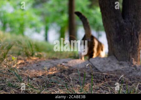 cat marchant dans les bois Banque D'Images