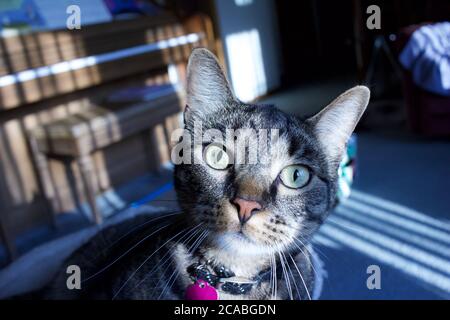 Tabby chat selfie dans un salon avec rideau de lumière filtrée Banque D'Images