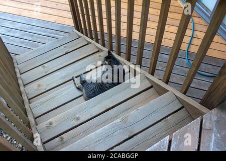 Vue panoramique sur un tabby de chat rayé gris, inclinable sur un escalier extérieur en bois Banque D'Images