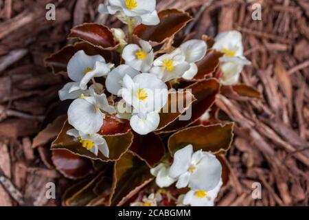 Vue rapprochée de belles fleurs de begonia de cire blanche qui poussent dans le paillis de copeaux de bois Banque D'Images