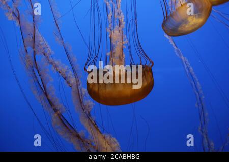 Superbe photo de méduse dans des eaux bleu clair - parfait pour l'arrière-plan Banque D'Images