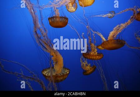 Superbe photo de méduse dans des eaux bleu clair - parfait pour l'arrière-plan Banque D'Images