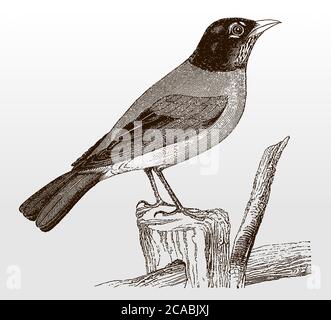 Le robin américain, turdus migratorius assis sur une branche, après une illustration antique du XIXe siècle Illustration de Vecteur