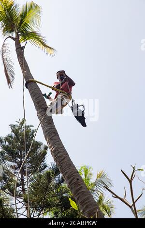 Homme de silhouette arboriste non identifié coupant l'arbre de noix de coco, avec une tronçonneuse dans les mains. TConcept de la déforestation agricole et du travail dangereux Banque D'Images