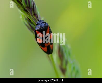 Photo macro d'un coupe-froid sur une usine Banque D'Images