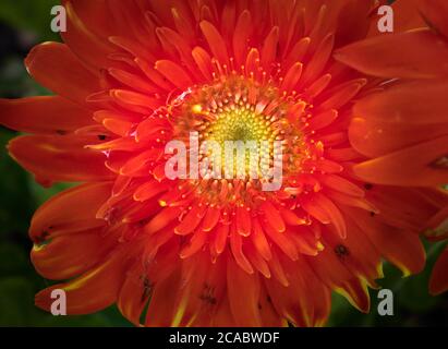 Noyau de la fleur d'Aster de Chine rouge, jaune et orange (callistephus chinensis). Banque D'Images