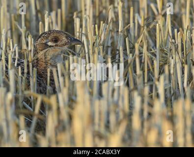 Reitwein, Allemagne. 06e août 2020. Bien camouflé, une perdride (Perdix perdix) se trouve tôt le matin entre le chaume d'un champ de céréales récolté dans l'Oderbruch dans le district de Märkisch-Oderland. Credit: Patrick Pleul/dpa-Zentralbild/ZB/dpa/Alay Live News Banque D'Images