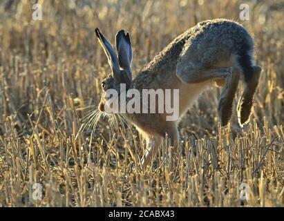 Reitwein, Allemagne. 06e août 2020. Un lièvre d'Amérique (Lepus europaeus) saute tôt le matin sur un champ de céréales récolté dans l'Oderbruch, dans le district de Märkisch-Oderland. Credit: Patrick Pleul/dpa-Zentralbild/ZB/dpa/Alay Live News Banque D'Images