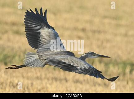 Reitwein, Allemagne. 06e août 2020. Un héron gris (Ardea cinerea), également connu sous le nom de héron gris, survole en début de matinée un champ de céréales récolté dans l'Oderbruch, dans le district de Märkisch-Oderland. Credit: Patrick Pleul/dpa-Zentralbild/ZB/dpa/Alay Live News Banque D'Images