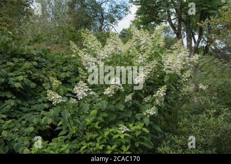Fleurs d'été Hydrangea paniculata 'Big Ben' poussant dans une frontière herbacée dans un jardin de Cottage rural à Devon, Angleterre, Royaume-Uni Banque D'Images
