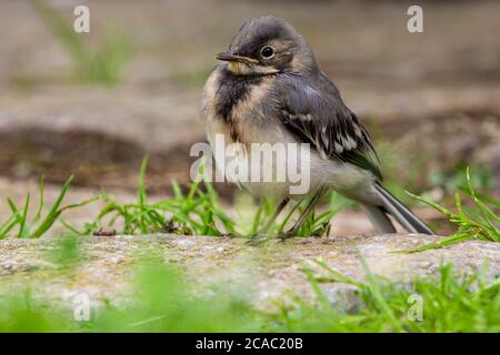 Maison parrow (Passer domesticus), oiseau. (CTK photo/Marketa Hofmanova) Banque D'Images
