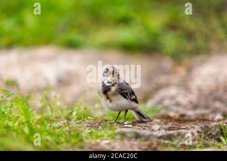 Maison parrow (Passer domesticus), oiseau. (CTK photo/Marketa Hofmanova) Banque D'Images