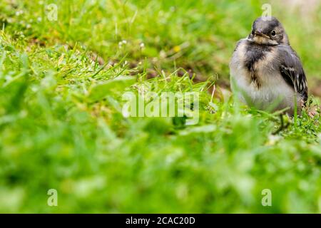 Maison parrow (Passer domesticus), oiseau. (CTK photo/Marketa Hofmanova) Banque D'Images