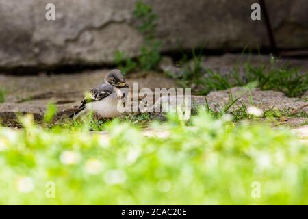 Maison parrow (Passer domesticus), oiseau. (CTK photo/Marketa Hofmanova) Banque D'Images