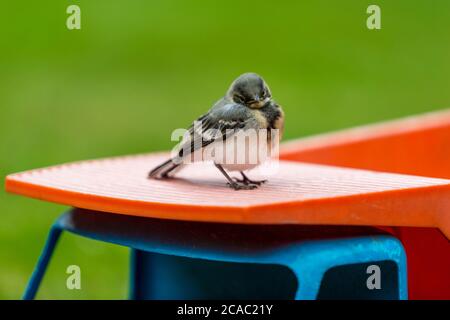 Maison parrow (Passer domesticus), oiseau. (CTK photo/Marketa Hofmanova) Banque D'Images