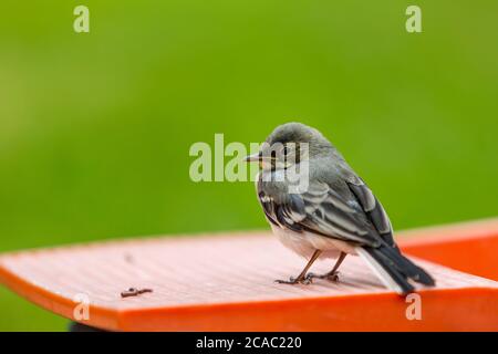 Maison parrow (Passer domesticus), oiseau. (CTK photo/Marketa Hofmanova) Banque D'Images