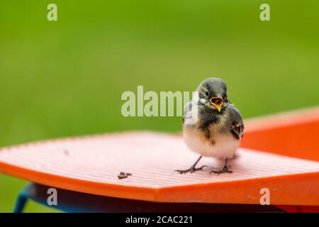 Maison parrow (Passer domesticus), oiseau. (CTK photo/Marketa Hofmanova) Banque D'Images