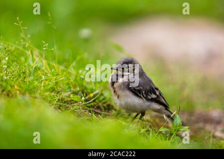 Maison parrow (Passer domesticus), oiseau. (CTK photo/Marketa Hofmanova) Banque D'Images