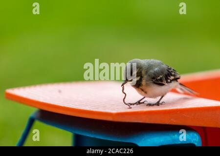 Maison parrow (Passer domesticus), oiseau. (CTK photo/Marketa Hofmanova) Banque D'Images