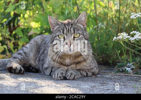 chat gris reposant devant la prairie d'été Banque D'Images