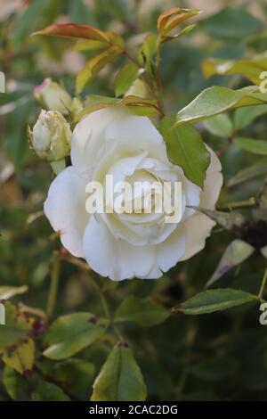 Rose blanche avec bourgeons en gros plan Banque D'Images