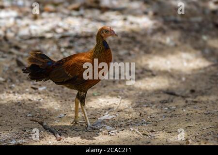 Ceylan Junglewhid - Gallus lafayettii, oiseau national de couleur emblématique du Sri Lanka provenant du parc national de Sinharadja, Sri Lanka. Banque D'Images