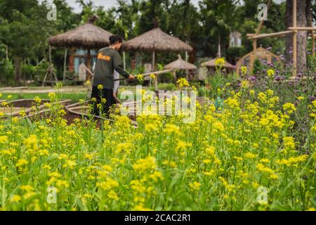 Fleur jaune de chou chinois biologique frais ou de légume Choi Sum dans le jardin. Banque D'Images