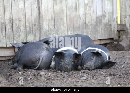 Cochons de la ferme Banque D'Images