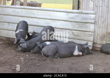 Cochons de la ferme Banque D'Images