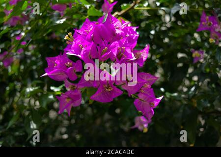 Des bougainvilliers violets fleuris dans le jardin Banque D'Images